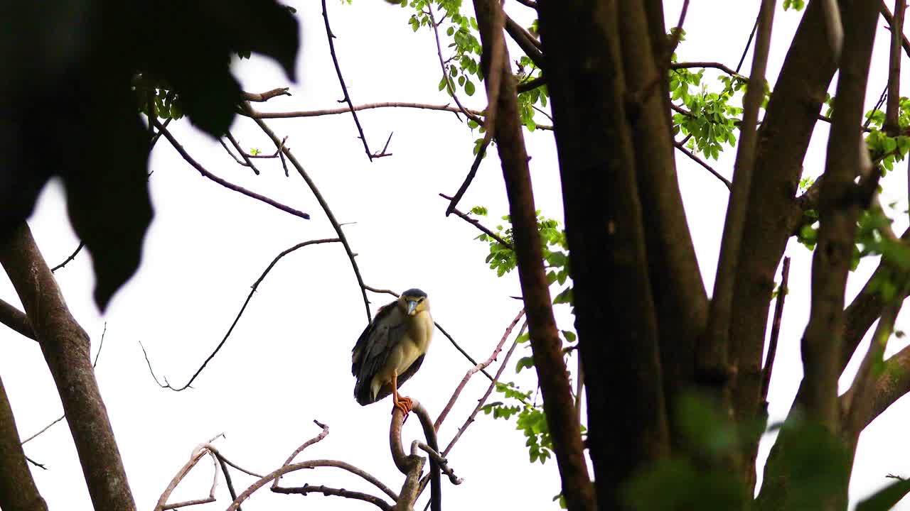 garza posada en un árbol en su hábitat natural