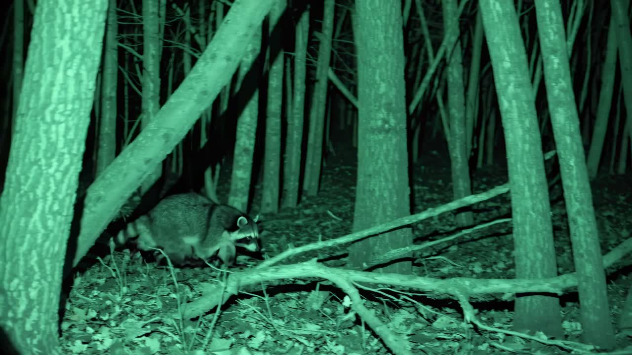 Night vision video of a forest with a low-angle view, capturing a raccoon moving across the forest