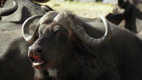 close up shot of a resting african cape buffalo slowly chewing, surrounded by a herd