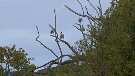 a wide shot of some australian white ibis in a tree, preening