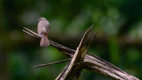 The-Hill-Blue-Flycatcher-is-found-at-high-elevation-habitat-it-has-blue-feathers-and-orange-like-breast-for-the-male,-while-the-female-is-pale-cinnamon-brown-and-also-with-transitioned-orange-breast