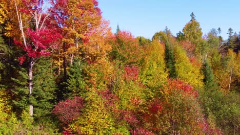 Changing-Foliage-Colors-During-Fall-Season-In-Montréal,-Québec,-Canada