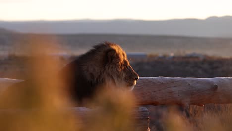 lion basking in morning sun revealed behind bush slider move in wildlife reserve