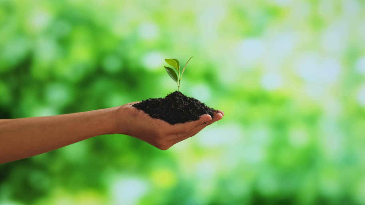 cerca de barro de tierra negra con un brote de árbol en la mano del agricultor en el bosque