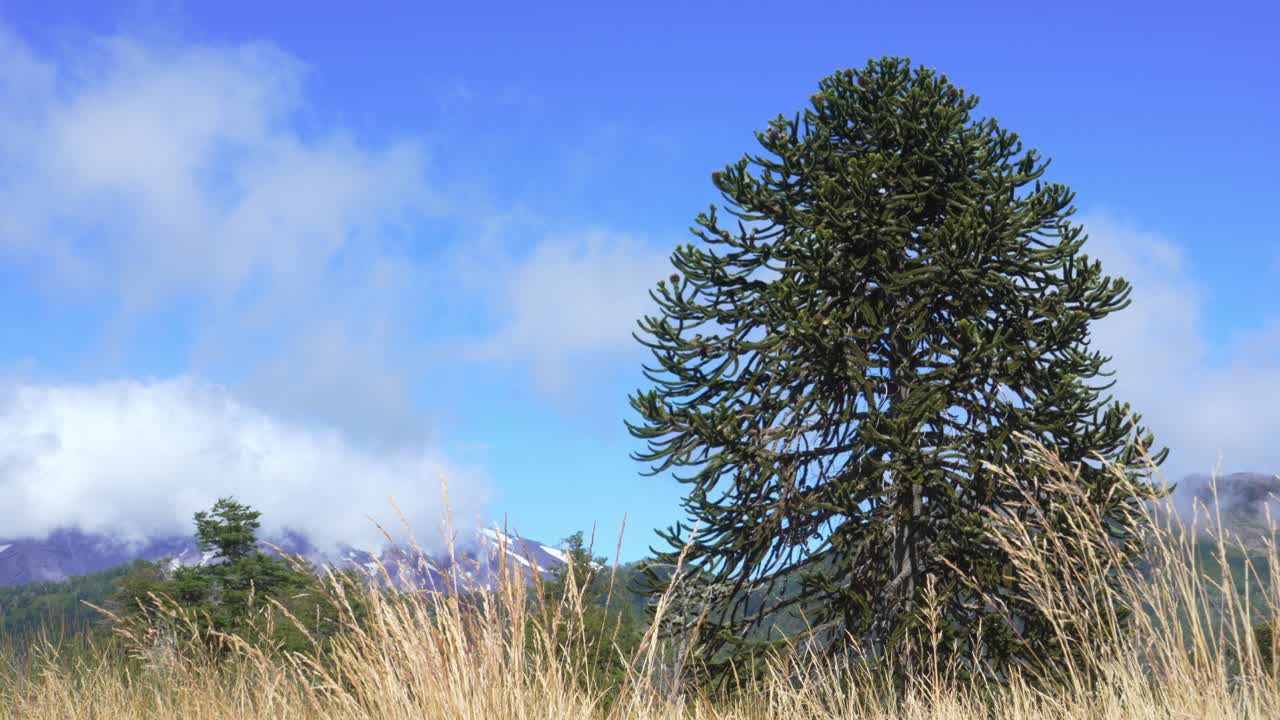 Static view of Lanin volcano surrounded by clouds with an araucaria tree standing in the foreground. Lanin National Park, Neuquen, Argentina