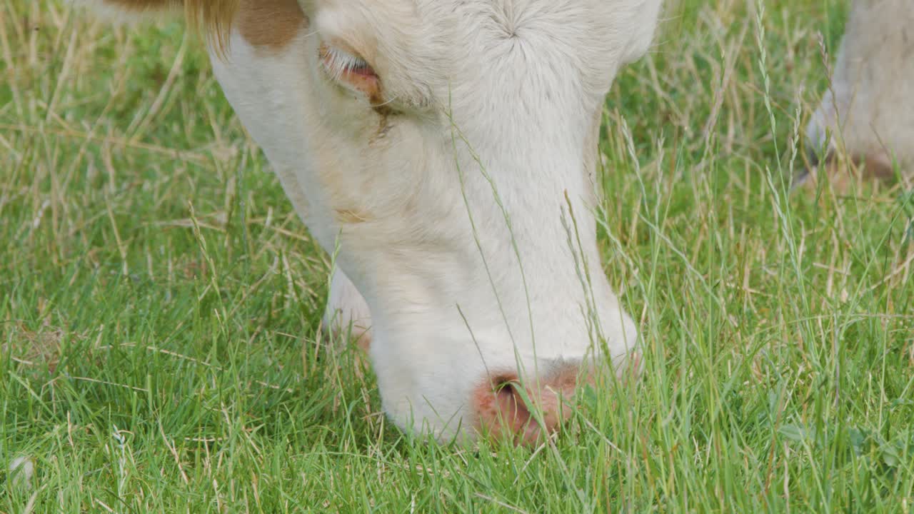 Una sequenza ravvicinata di una mucca da latte che mangia erba fresca e verde in un pascolo illuminato dal sole, ripresa con una telecamera stabile e luce naturale
