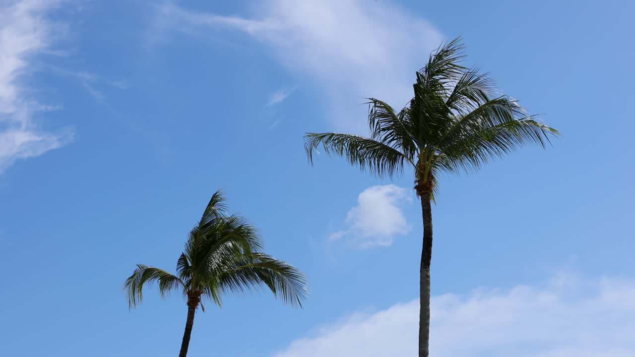 두 그루의 코코 나무가 은 파란 하늘을 향해 부드럽게 흔들리고 있다.