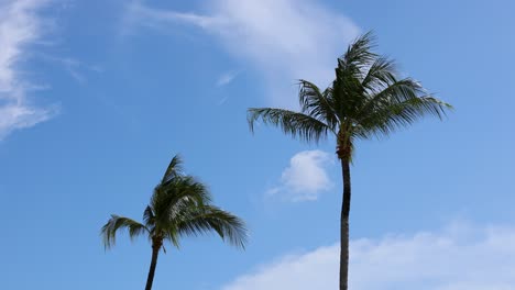 dos palmeras de coco se balancean suavemente contra un cielo azul claro