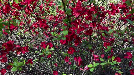 blooming red flowers