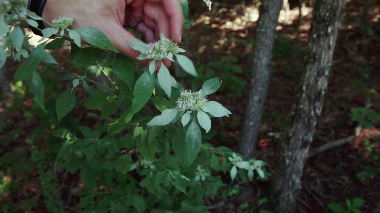 숲에서 칼로 야생 산 민트를 자르는 손, 느린 동작