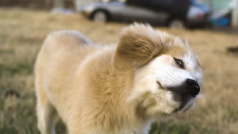 Nahaufnahme-Des-Kopfschüttelns-Des-Hundes-In-Zeitlupe,-Welpe-Goldener-Hund,-Draußen,-Tag