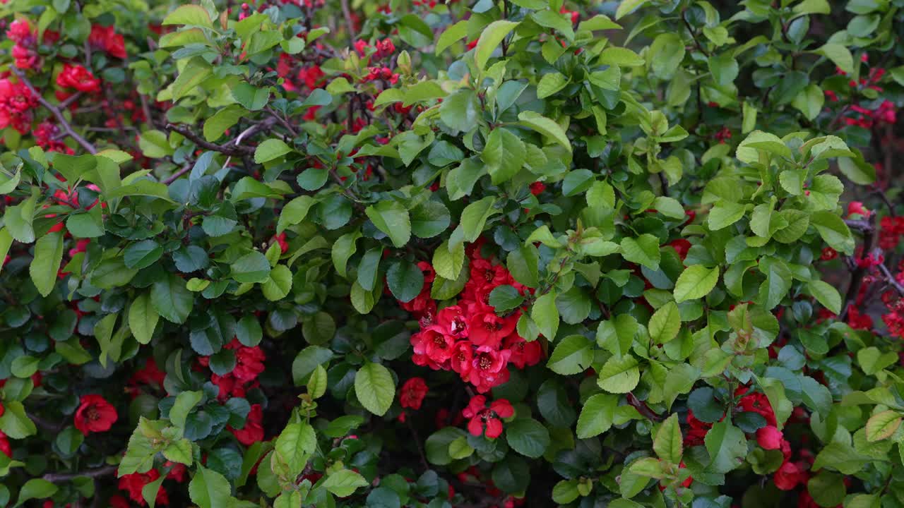 Red flowering quince blooms vividly in a peaceful, green corner of the city, blending nature with urban calm
