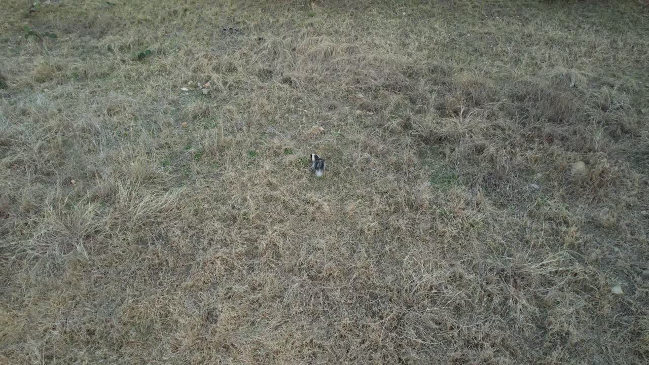 필드에서 스컹크의 항공 비디오