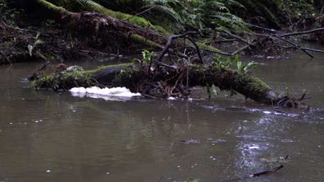 Arroyo-De-Río-Turbio-Con-Acumulación-De-Espuma