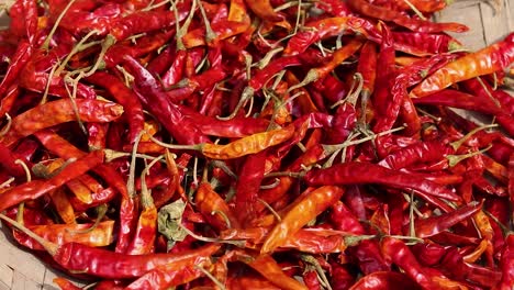 Rote-Chilischoten,-Viele-Aus-Flachem-Winkel-Am-Tag