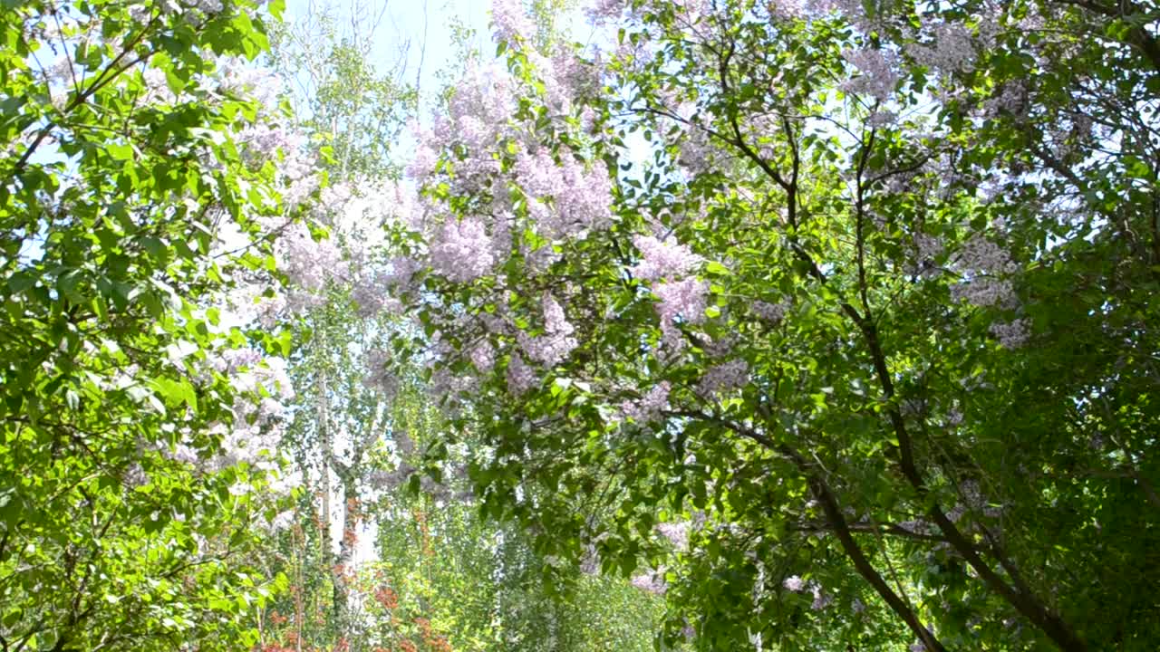 bunch of violet lilac flower