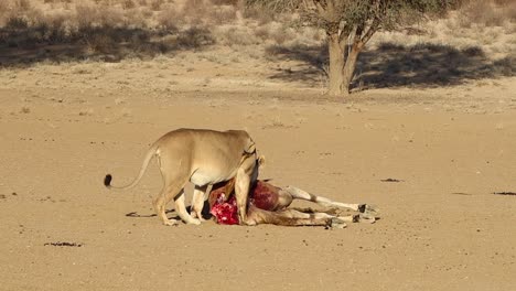 graphic: bloody african lion eats a recently killed eland antelope