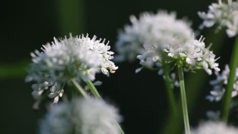 asteraceae white flower in a forest with soft oaning movement