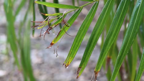 Pal-tree-close-up-on-a-rainy-day