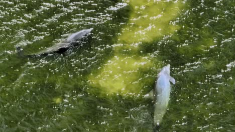 vista aérea de delfines nariz de botella nadando en agua de mar sucia y contaminada