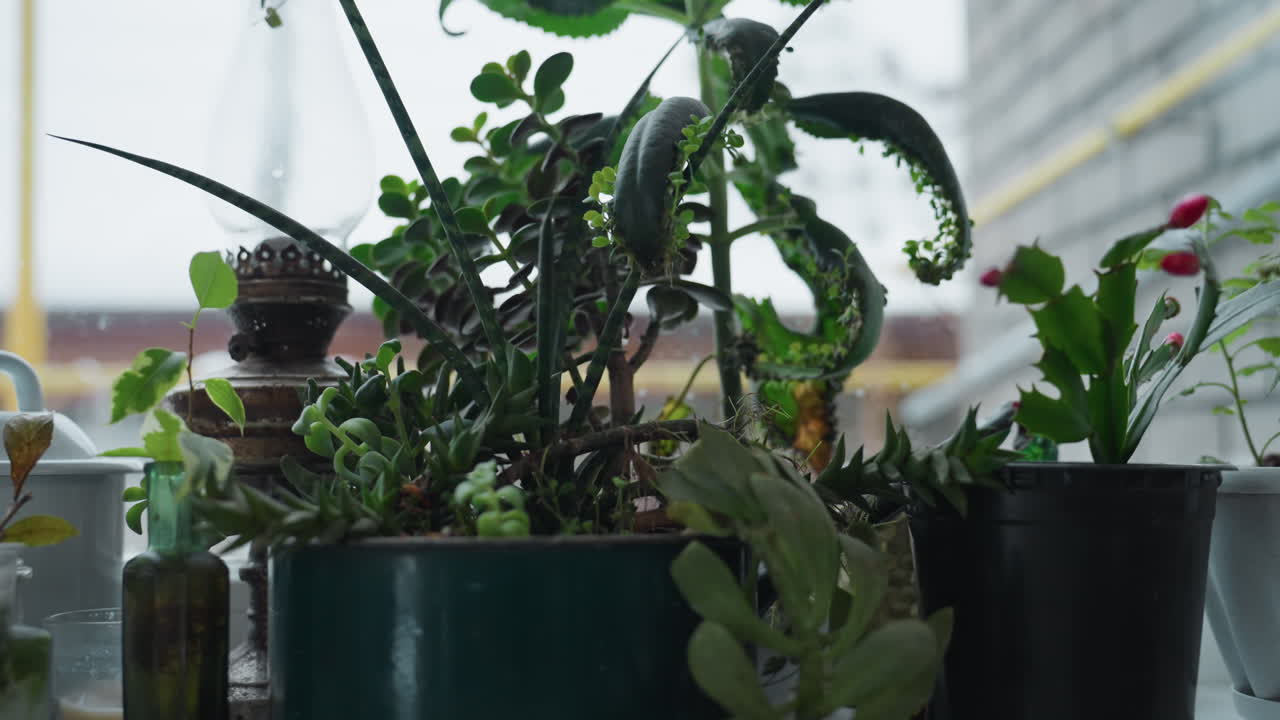 Close up view of indoor plant collection and succulents nestled on frosted window sill bathed in soft winter sunlight filtering through opaque glass, highlighting vibrant leaves, serene mood