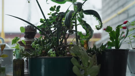 close up view of indoor plant collection and succulents nestled on frosted window sill bathed in soft winter sunlight filtering through opaque glass, highlighting vibrant leaves, serene mood