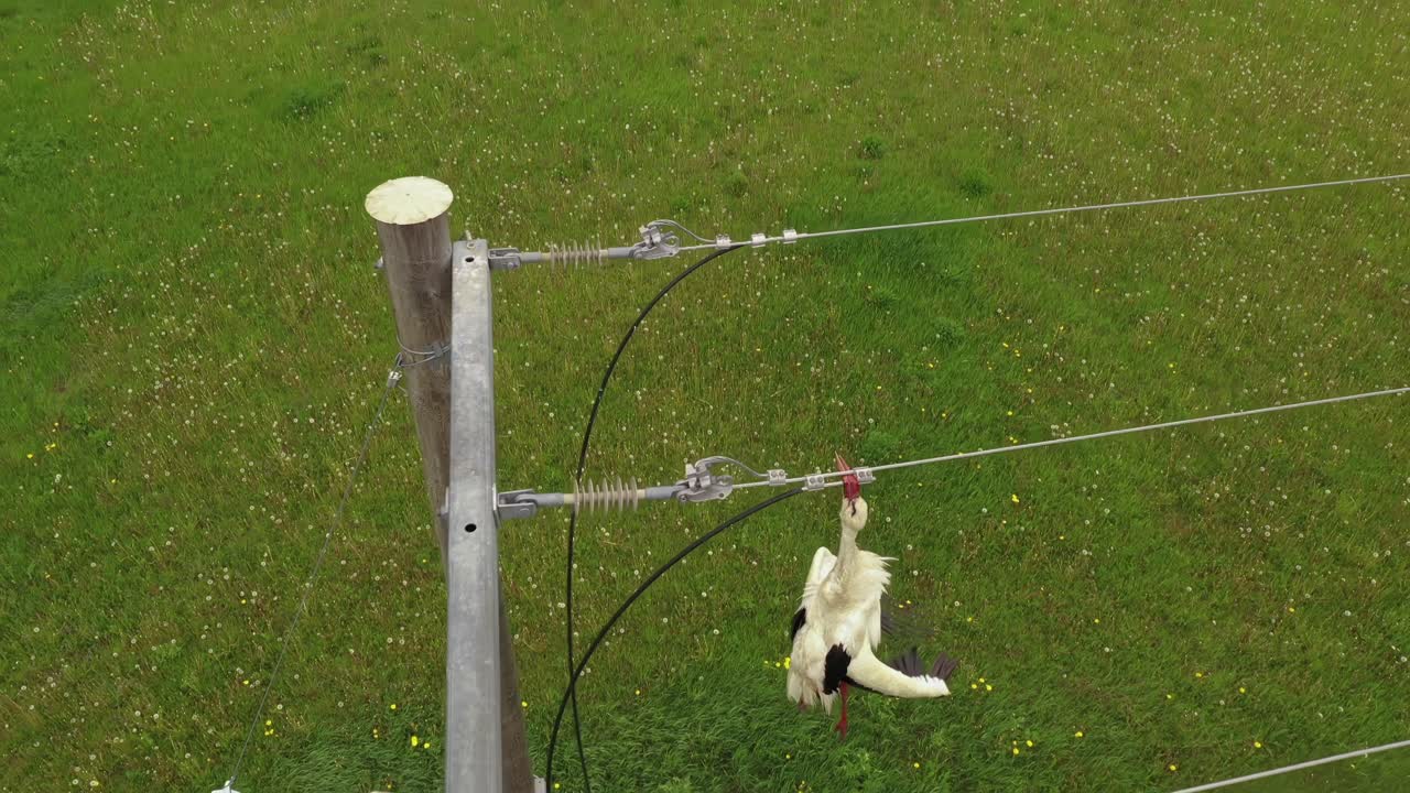 전선에 매달려 있는 죽은 새 시체, 공중 근접 촬영