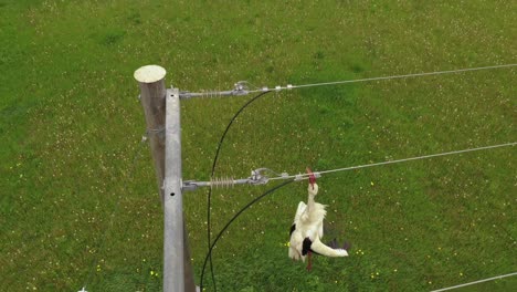 cadáver de pájaro muerto colgado en cables eléctricos, cierre aéreo