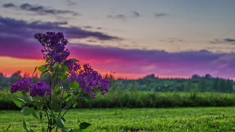 levendige wolken bewegen door de lucht, focus op de voorgrond van roze bloemen