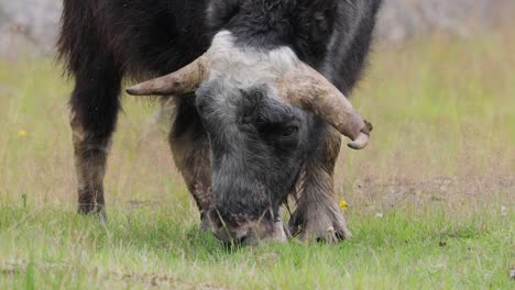 Muskox-(Ovibos-moschatus,-in-Latin-musky-sheep-ox),-also-spelled-musk-ox-and-musk-ox,-plural-muskoxen-or-musk-oxen-is-a-hoofed-mammal-of-the-family-Bovidae.