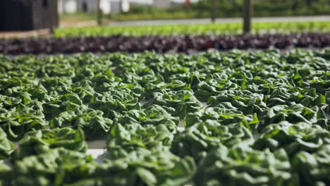 hydroponic lettuce growing in a greenhouse