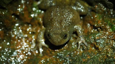 a wrinkled frog male sits on the rock crocking to let the females know where he is and other males away from his area , seen in amboli forest of western ghats in india during monsoon