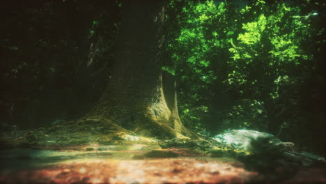 mysterious forest floor