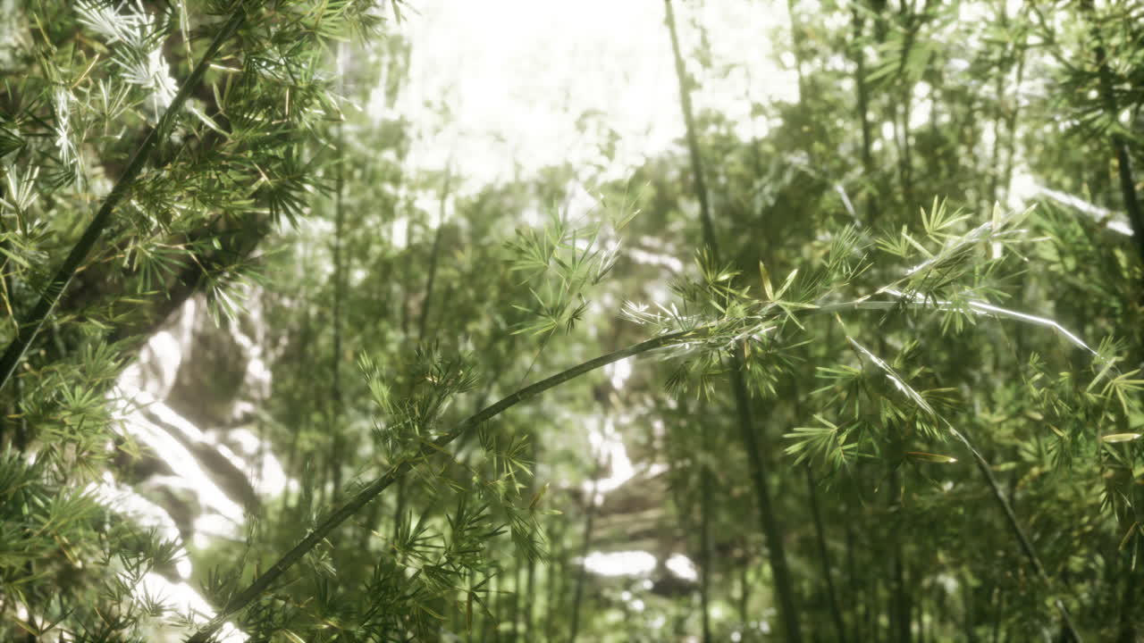 el bosque de bambú verde en hawai