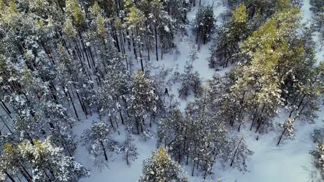 A-person-is-skiing-in-the-snow-in-a-forest,-aerial