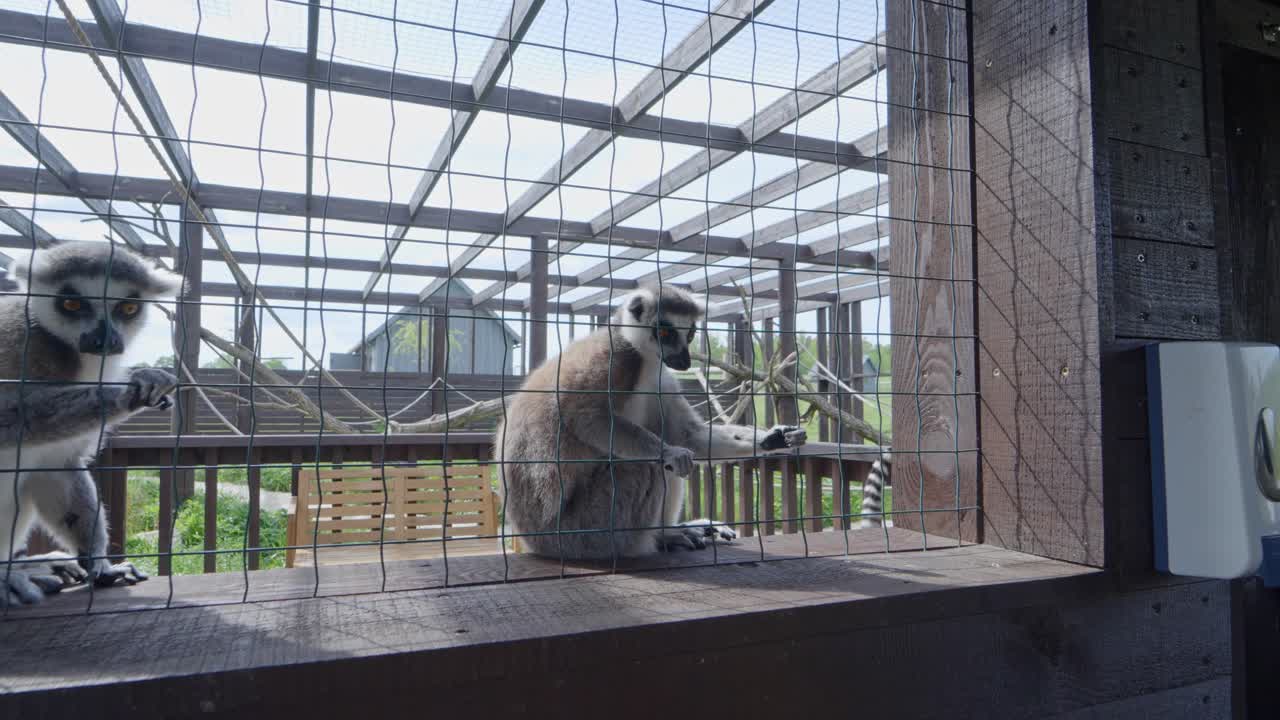 Couple of contemplative ring-tailed lemurs rests on a wooden ledge inside a mesh enclosure, while the camera slowly pulls back, revealing the spacious outdoor habitat and structural framework