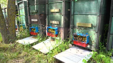beehives in a green forest producing canola and acacia honey, sunny summer day