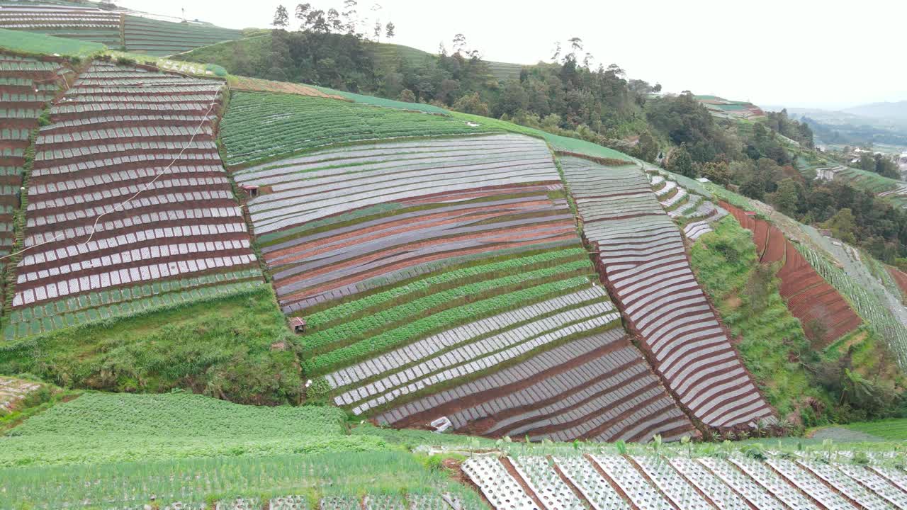 경사진 땅에 있는 농업 분야의 궤도 드론 샷 - 계단식 채소 농장