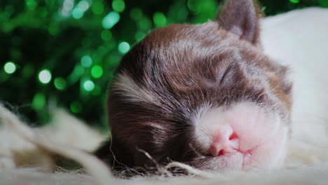 cachorro recién nacido duerme contra un telón de fondo de decoraciones navideñas 01