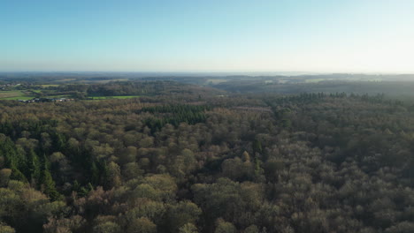 Volando-Sobre-Un-Dosel-Forestal-En-El-Campo-Británico