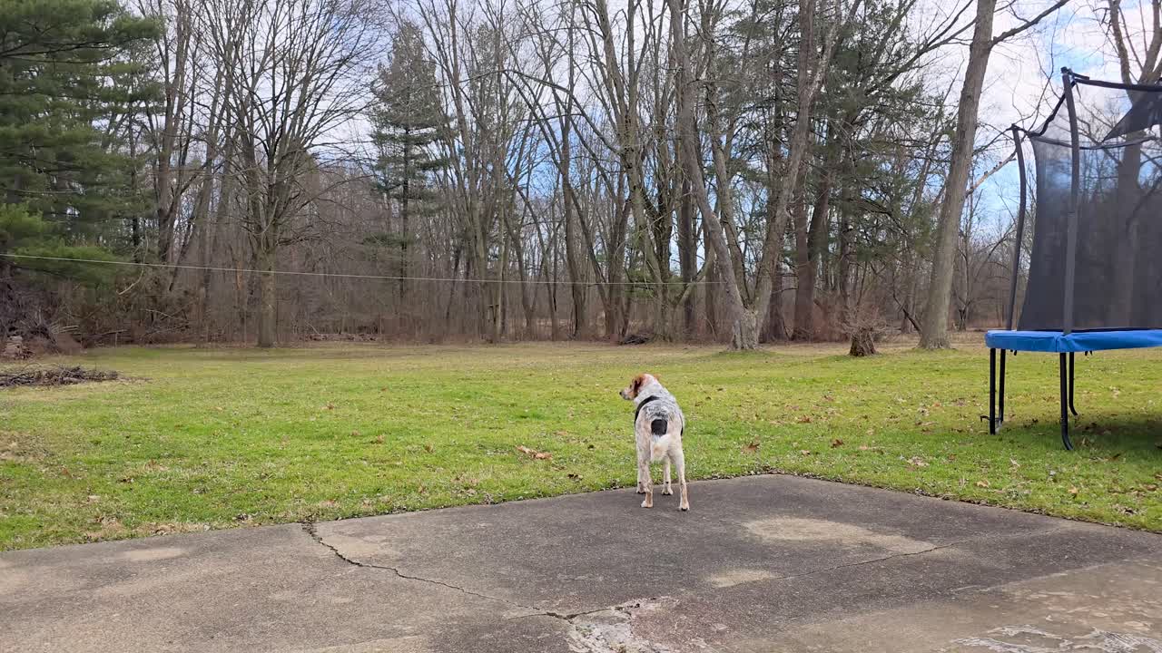 나무로 둘러싸인 평화로운 뒷마당의 마당에 서 있는 개의 영상
