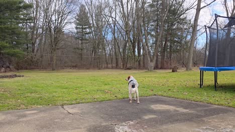 a footage of a dog standing on a patio in a peaceful backyard, surrounded by trees