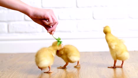 close-up, the hand holds a twig of grass and feeds, teases, is playing, having fun with three cute little yellow ducklings, indoors, on a white background