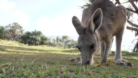 Vista-Cercana-De-Un-Joven-Canguro-Joey-Comiendo-Hierba-En-Un-Promontorio-Costero