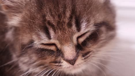 Pequeño-Gatito-Maine-Coon-Gato-Lindo-Dormir-Todavía