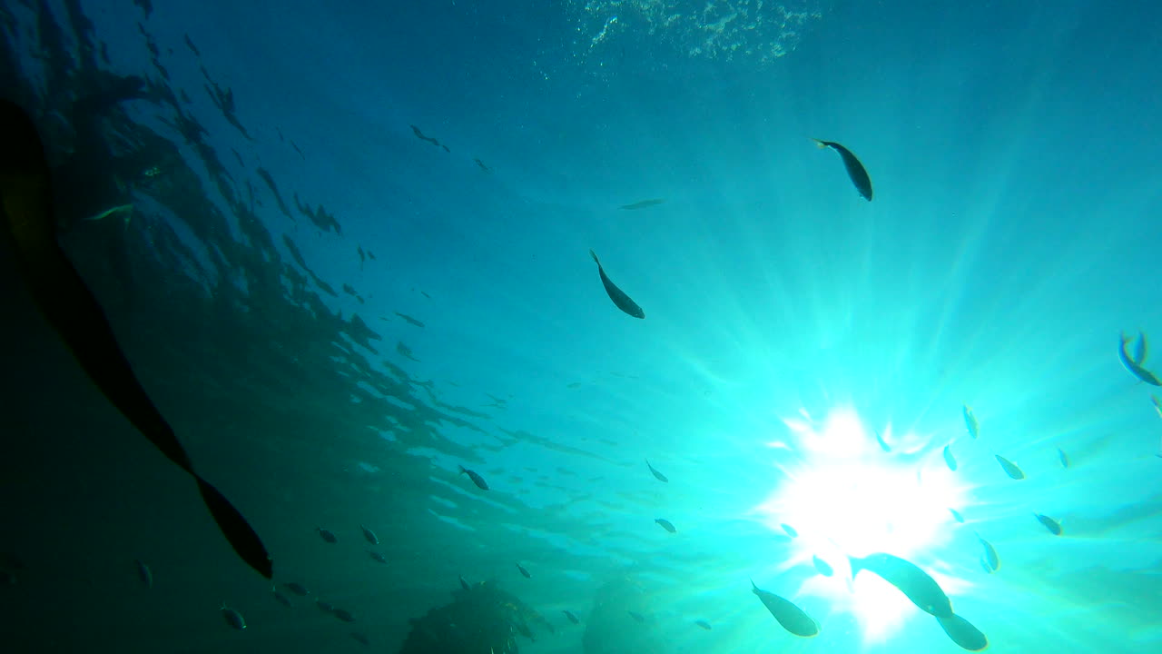 물고기를 알아내기 위해서는 물고기가 되어야 합니다.