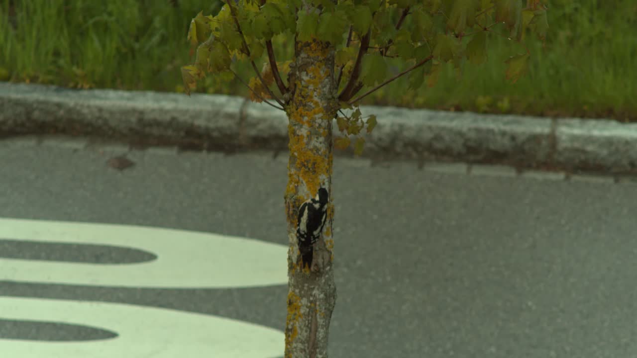 길 옆 나무에 앉아 있는 딱따구리