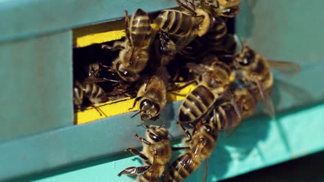 Honey bees swarming and flying around their beehive. Life of worker bees. Slow motion