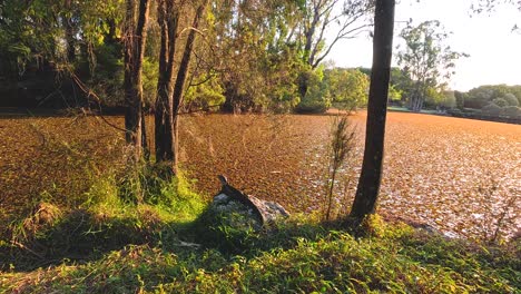 lizard basking near pond in gold coast