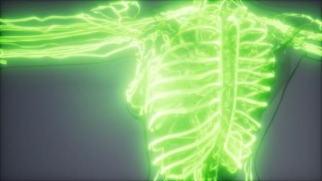 vasos sanguíneos del cuerpo humano